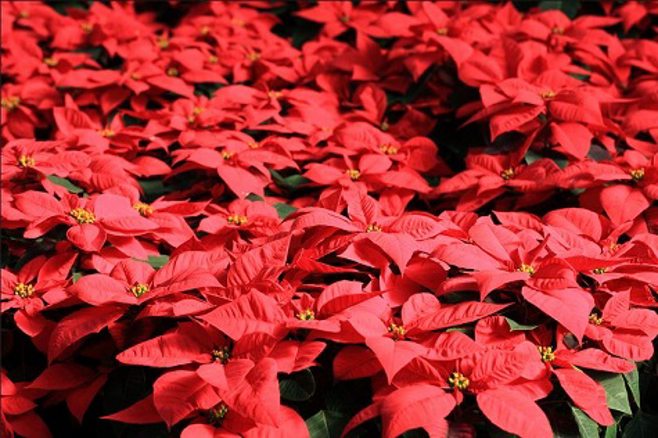 Poinsetttias. alert1 medical alert system